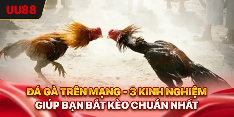 Đá Gà Trên Mạng - 3 Kinh Nghiệm Giúp Bạn Bắt Kèo Chuẩn Nhất